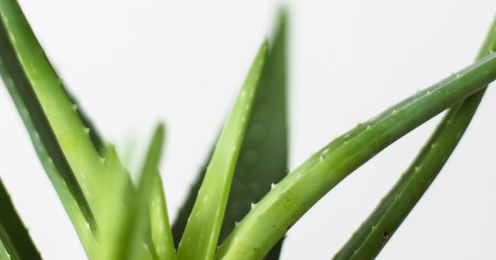 bebas ketombe dengan aloe vera
